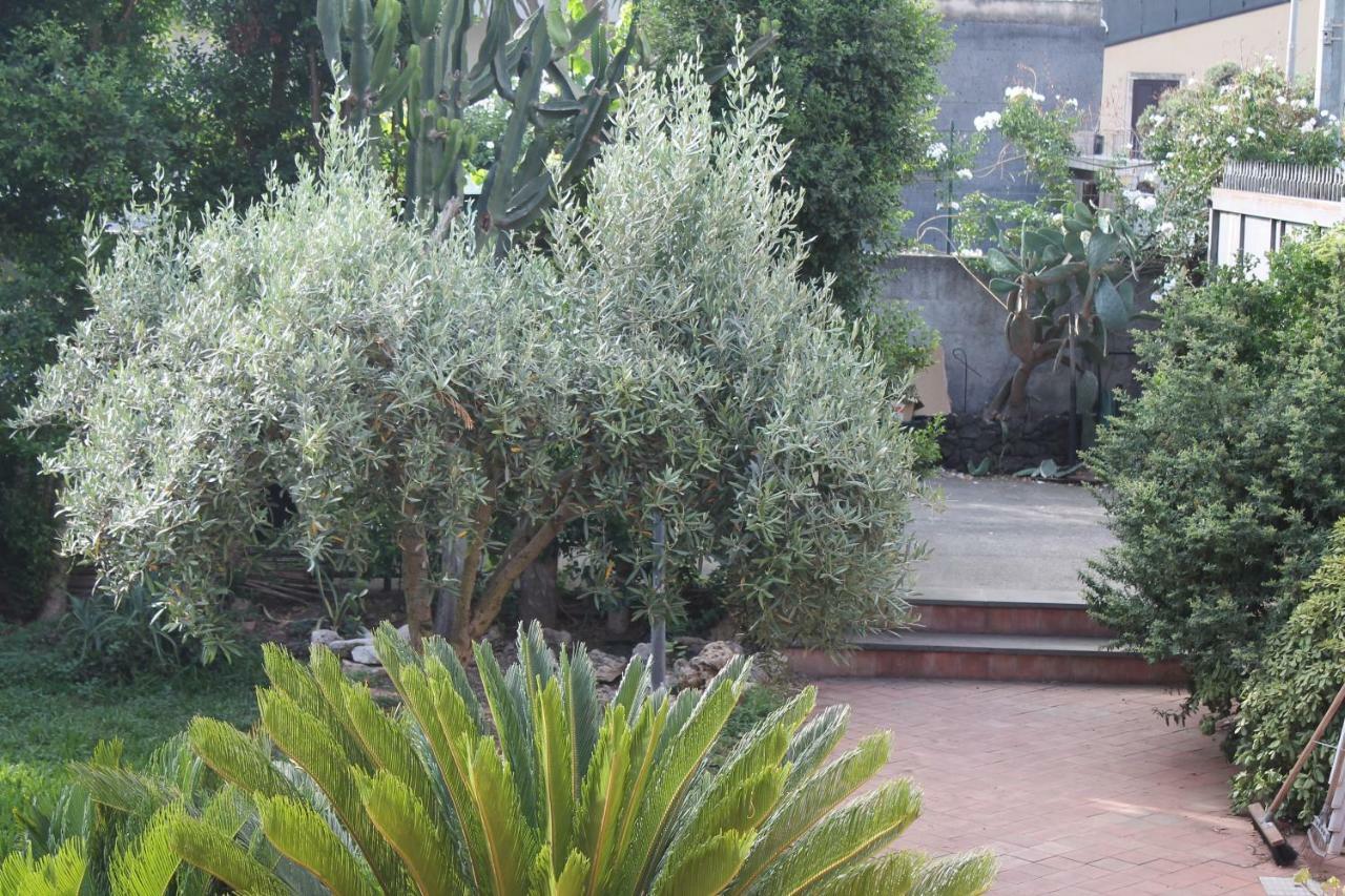 קטאניה Bouganville מראה חיצוני תמונה